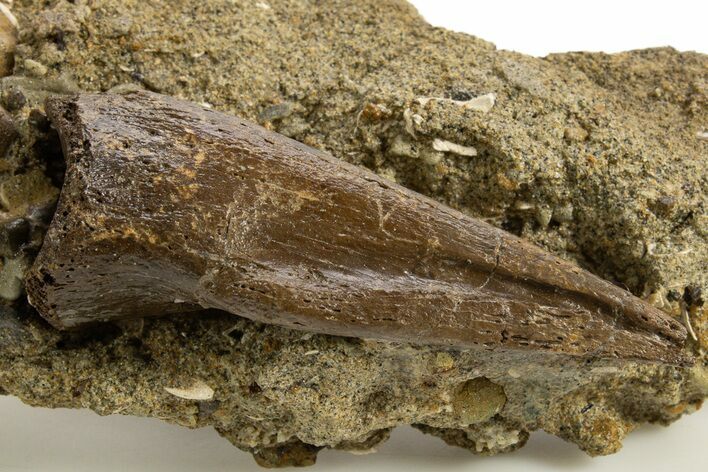 Ornithomimid (Struthiomimus?) Foot Claw - Judith River Formation #313400